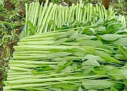 新鮮蔬菜配送:空心菜