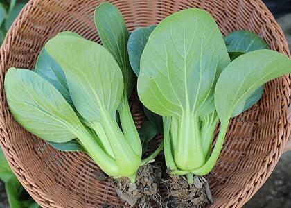 配送新鮮蔬菜:上海青